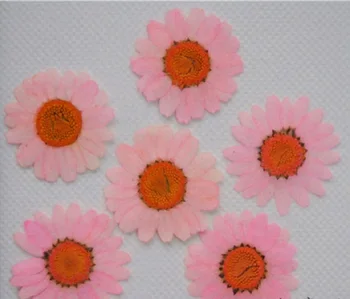120pcs Presate Uscat Daisy Flori Plante Pentru Epoxidică Rășină Pandantiv Colier Bijuterii de Luare de Artizanat DIY Accesorii