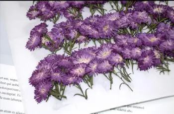 120pcs Presate Uscat Violet Tagetes patula L. Flori Plante Ierbar Pentru Bijuterii Caz de Telefon Marcaj Face DIY