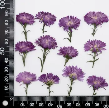 120pcs Presate Uscat Violet Tagetes patula L. Flori Plante Ierbar Pentru Bijuterii Caz de Telefon Marcaj Face DIY