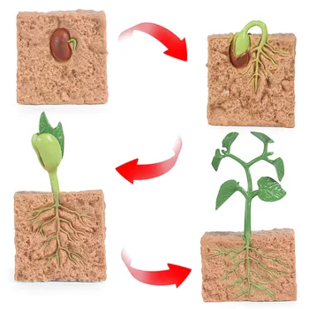 Semințe de Caracatiță Model De Simulare a Animalelor Și a Plantelor Procesul de Creștere PVC Animale Figurine Jucarii pentru Copii Cadouri de Craciun