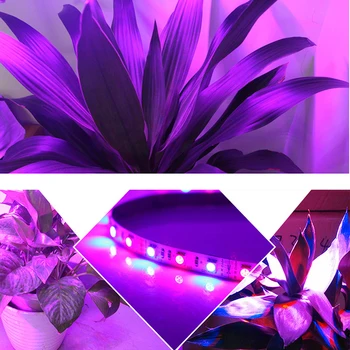 LED-uri Cresc Lumini DC12V în Creștere Benzi cu LED-uri de Creștere a Plantelor Lumina Spectru Complet+12V 2A Adaptor de putere cu efect de Seră Hidroponică a plantelor